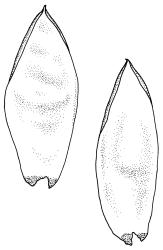 Pulchrinodus inflatus, leaves. Drawn from A.J. Fife 11139, CHR 515101.
 Image: R.C. Wagstaff © Landcare Research 2017 